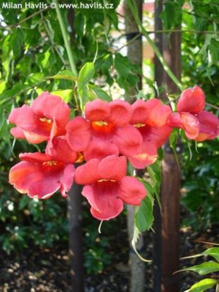 Campsis radicans - trubač Campsis radicans - trubač