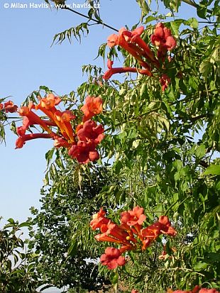 Campsis radicans - trubač Campsis radicans - trubač
