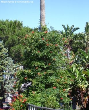Campsis radicans - trubač Campsis radicans - trubač