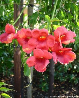 Campsis radicans - trubač Campsis radicans - trubač