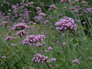 Verbena bonariensis - sporýš argentinský