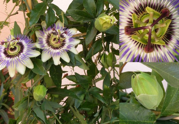 Passiflora - mučenka