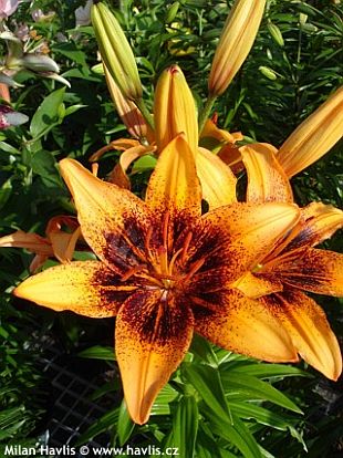 Lilium 'Orange Art' - lilie