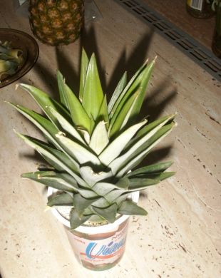Ananas comosus - ananasovník chocholatý [foto_2]