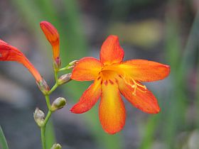 Crocosmia - montbrécie Crocosmia - montbrécie