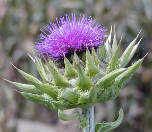 Silybum marianum - ostropestřec mariánský