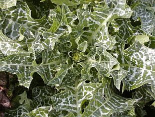 Silybum marianum - ostropestřec mariánský