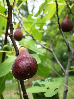 Ficus carica - fíkovník smokvoň, plody [foto_1]