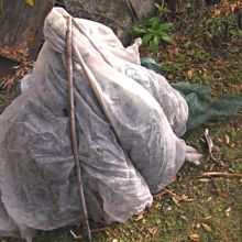 Ochrana rostlin v zimě