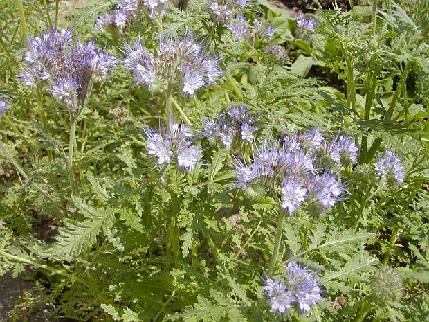 Phacelia tanacetifolia - svazenka vratičolistá