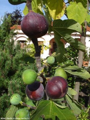 Ficus carica 'Brown Turkey' - fíkovník smokvoň