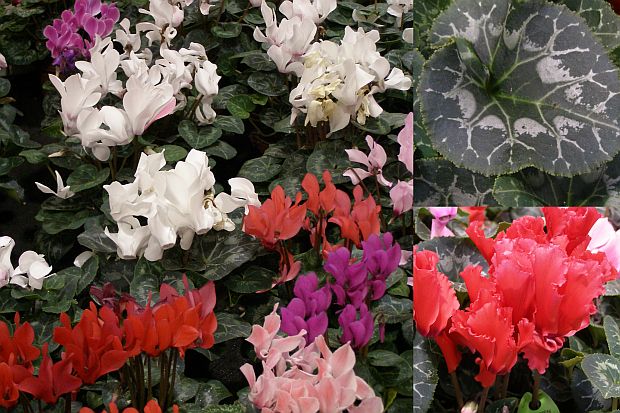 Cyclamen - brambořík Cyclamen - brambořík