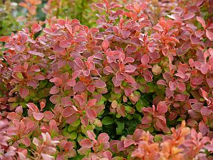 Berberis thunbergii 'Admiration' - dřišťál Thunbergův (TIP ZC CS)