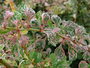 Berberis thunbergii 'Starburst' - dřišťál Thunbergův (TIP ZC CS)