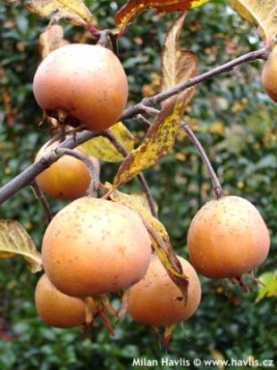 Mespilus germanica - mišpule obecná