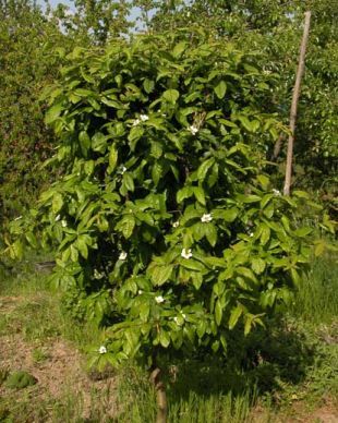 Mespilus germanica - mišpule obecná