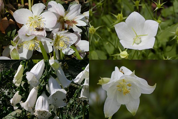Rostliny s bílými květy: Helleborus niger, Digitalis purpurea ’Alba’, Campanula, Aquilegia