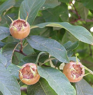 Neznámé dřeviny: Mespilus - mišpule