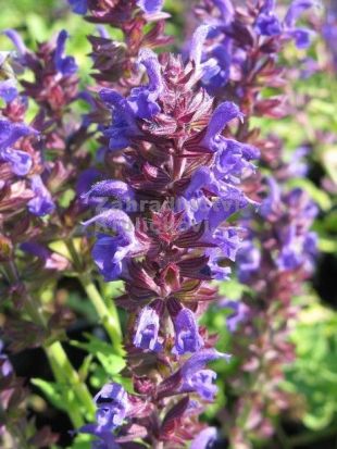 Salvia nemorosa 'Marcus' - šalvěj hajní