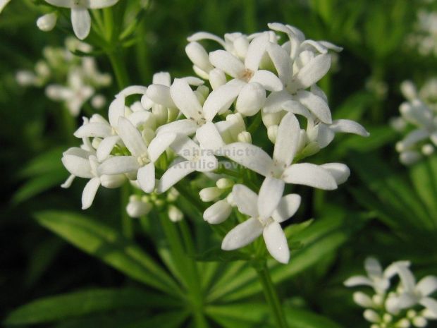 Galium odoratum - mařinka vonná