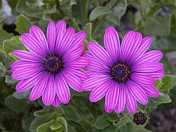 Osteospermum ecklonis