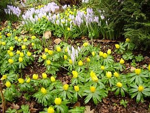 Eranthis hyemalis - talovín