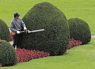 Motorové nůžky na živý plot: motorové nůžky se spalovacím motorem (HUSQVARNA)