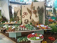 Podzimní FLORA OLOMOUC 2006 Podzimní FLORA OLOMOUC 2006