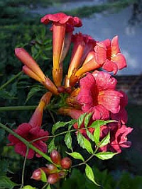 Campsis radicans Campsis radicans