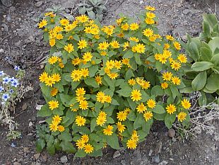 Melampodium paludosum - černonožec bahenní Melampodium paludosum - černonožec bahenní