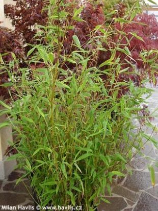 Fargesia murielae 'Eikje' - bambus