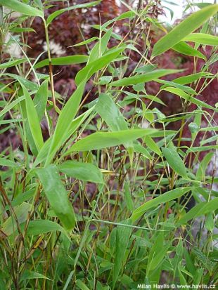 Fargesia murielae 'Eikje' - bambus