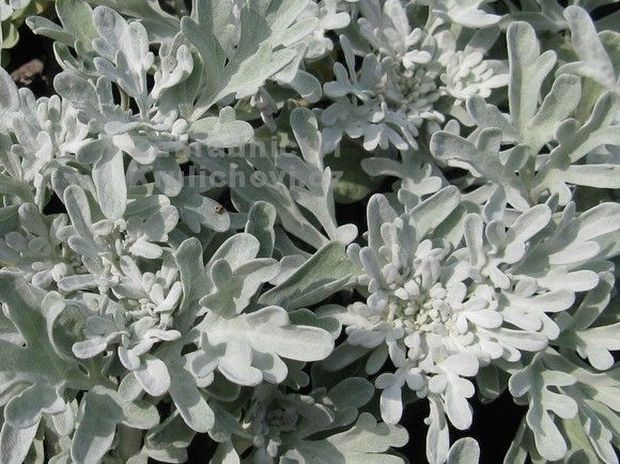 Artemisia stelleriana 'Boughton Silver' - pelyněk