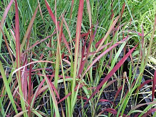 Traviny: Imperata cylindrica