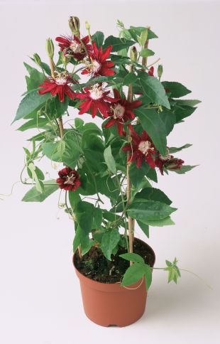 Passiflora 'Lady Margaret' - mučenka  (TIP ZC CS)