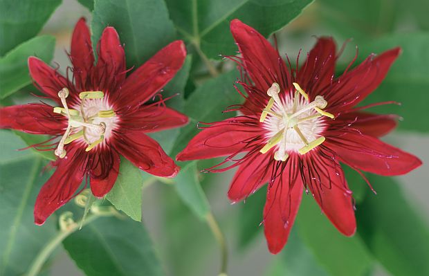 Passiflora 'Lady Margaret' - mučenka  (TIP ZC CS)