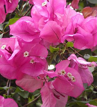 Přenosné rostliny: Bougainvillea