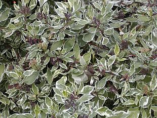 Rostliny se světlými listy: Cornus alba 'Argenteomarginata' - svída bílá