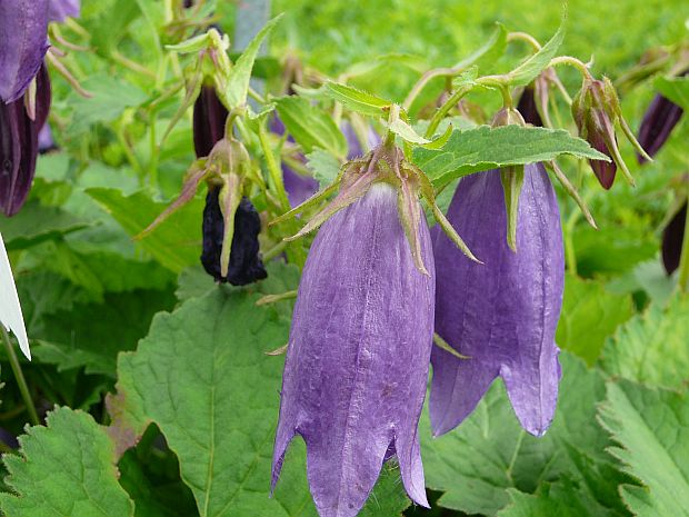 Campanula punctata 'Sarastro' - zvonek tečkovaný Campanula punctata 'Sarastro' - zvonek tečkovaný