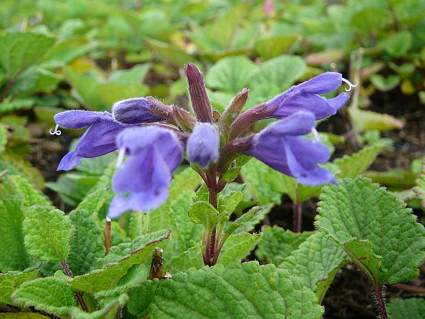 Dracocephalum ruyschiana - včelník skalní