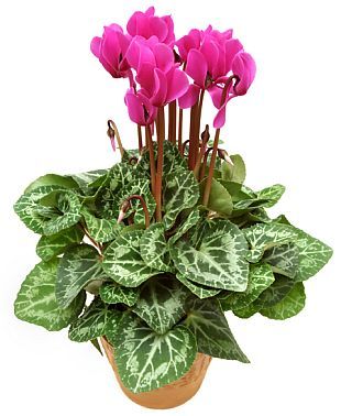 Cyclamen - brambořík (PROVOBIS) Cyclamen - brambořík (PROVOBIS)