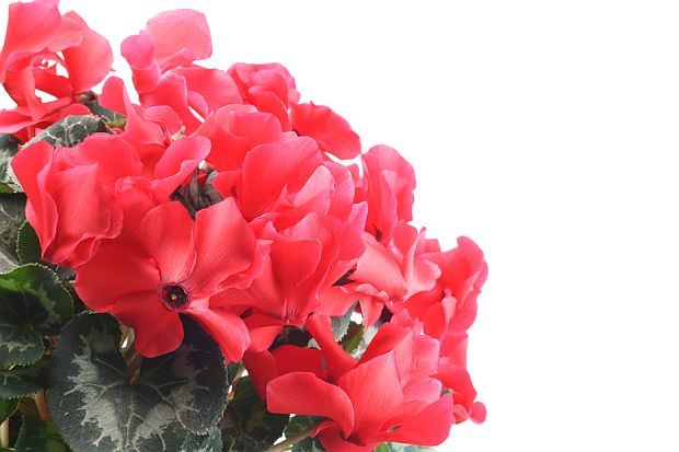 Cyclamen - brambořík (PROVOBIS) Cyclamen - brambořík (PROVOBIS)