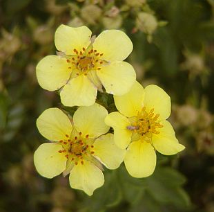 Mochna křovitá - Potentilla fruticosa