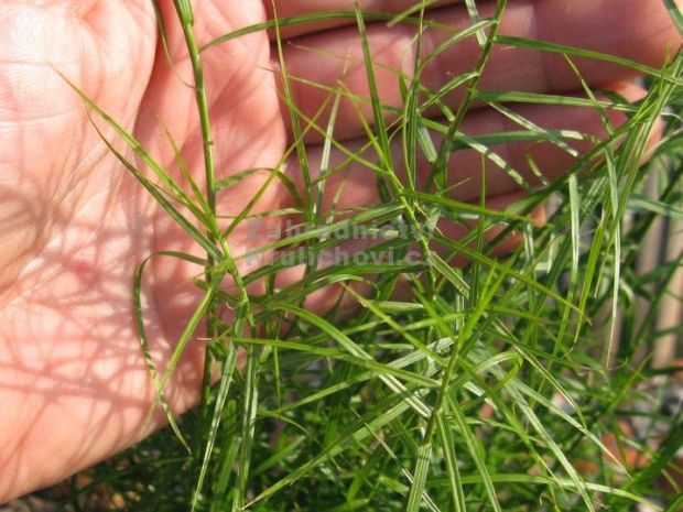 Carex muskingumensis 'Little Midge' - ostřice, palmová tráva