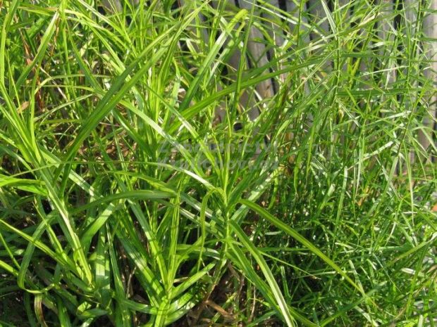 Carex muskingumensis 'Little Midge' - ostřice, palmová tráva