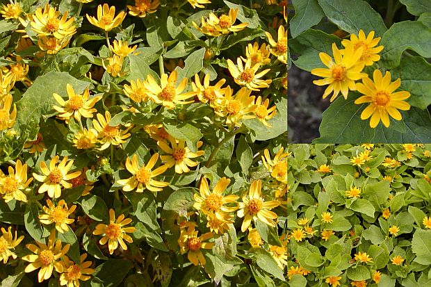 Melampodium paludosum - melampodium bahenní