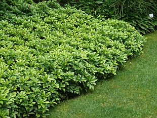 Trvalky do stínu: Pachysandra - tlustonitník (TIP ZC CS) Trvalky do stínu: Pachysandra - tlustonitník (TIP ZC CS)
