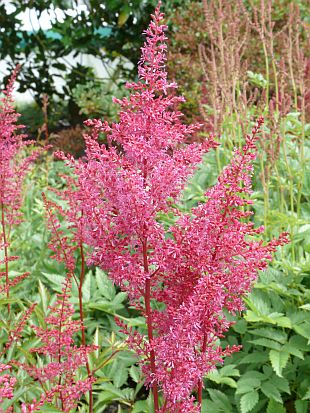 Trvalky do stínu: Astilbe - čechrava (TIP ZC CS) Trvalky do stínu: Astilbe - čechrava (TIP ZC CS)