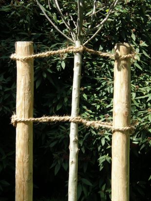 Stromy: Kotvení na dva kůly (TIP ZC CS) Stromy: Kotvení na dva kůly (TIP ZC CS)