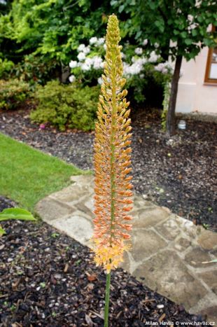 Eremurus x isabellinus 'Cleopatra' - liliochvostec Eremurus x isabellinus 'Cleopatra' - liliochvostec